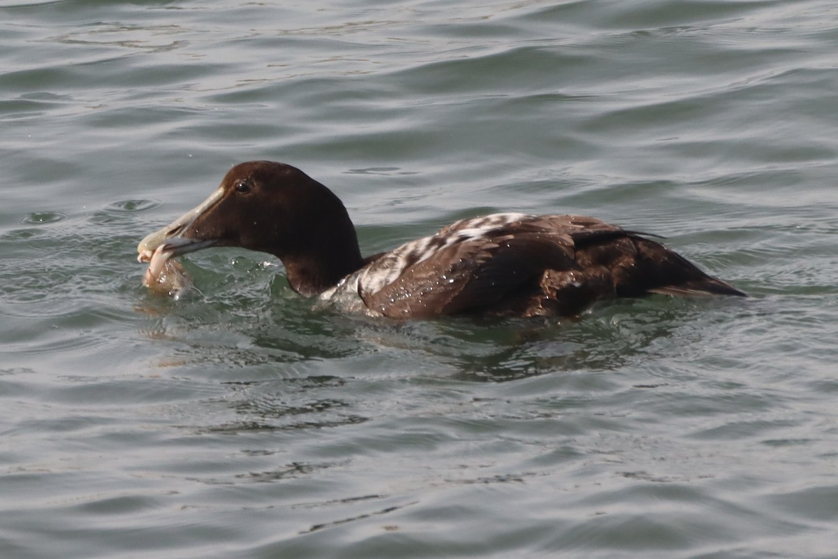 Common Eider (Dresser's) - ML646366665