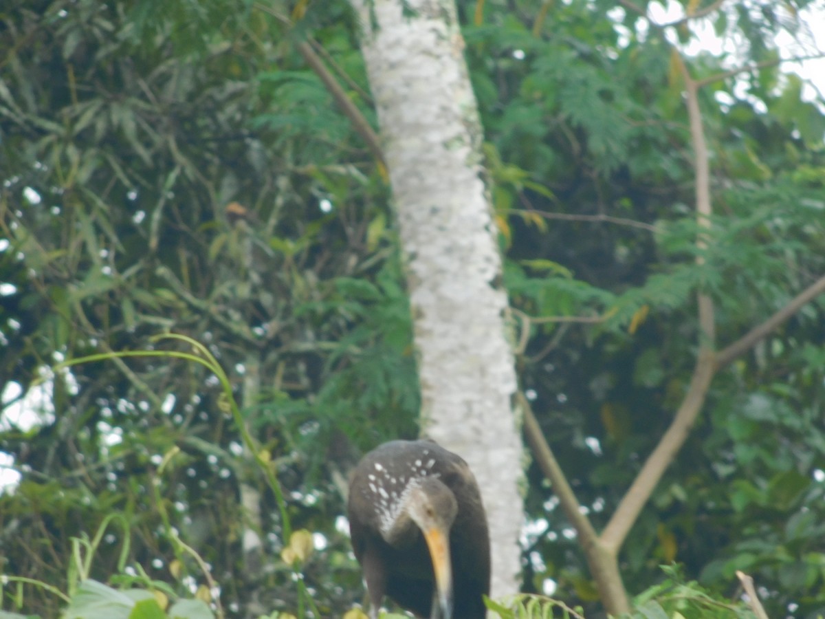 Limpkin - ML646366671