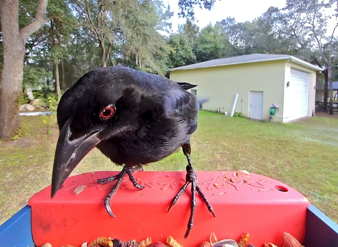 Красноглазый трупиал - ML646366676