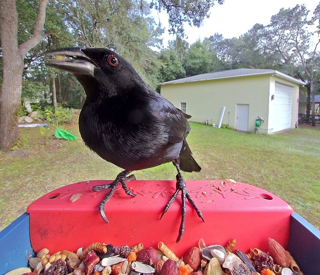 Красноглазый трупиал - ML646366678