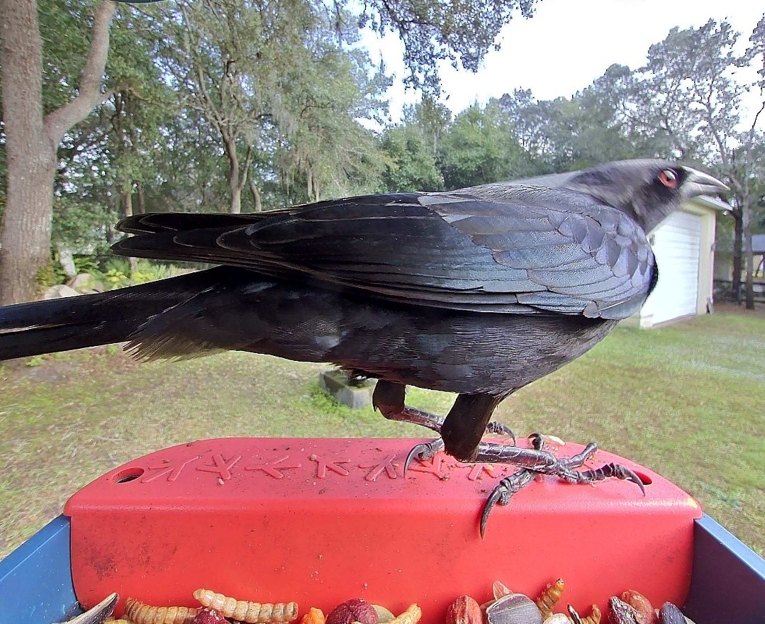 Красноглазый трупиал - ML646366679