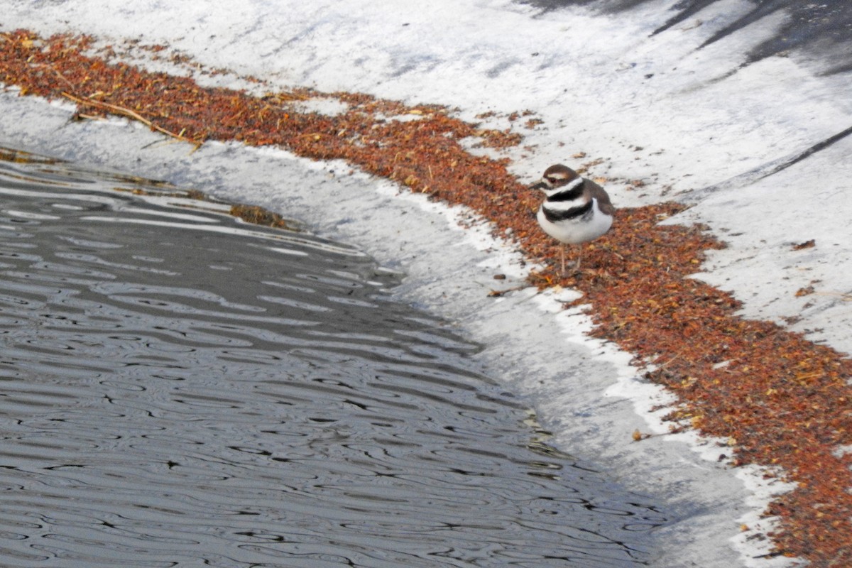 Killdeer - ML646366680