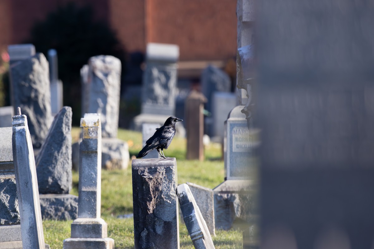 vrána americká - ML646366693