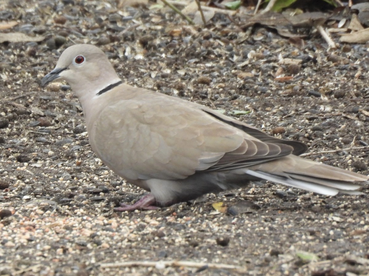 Eurasian Collared-Dove - ML646366701