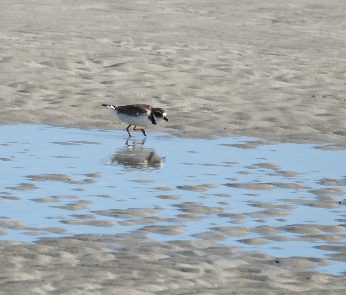 Semipalmated Plover - ML646366702