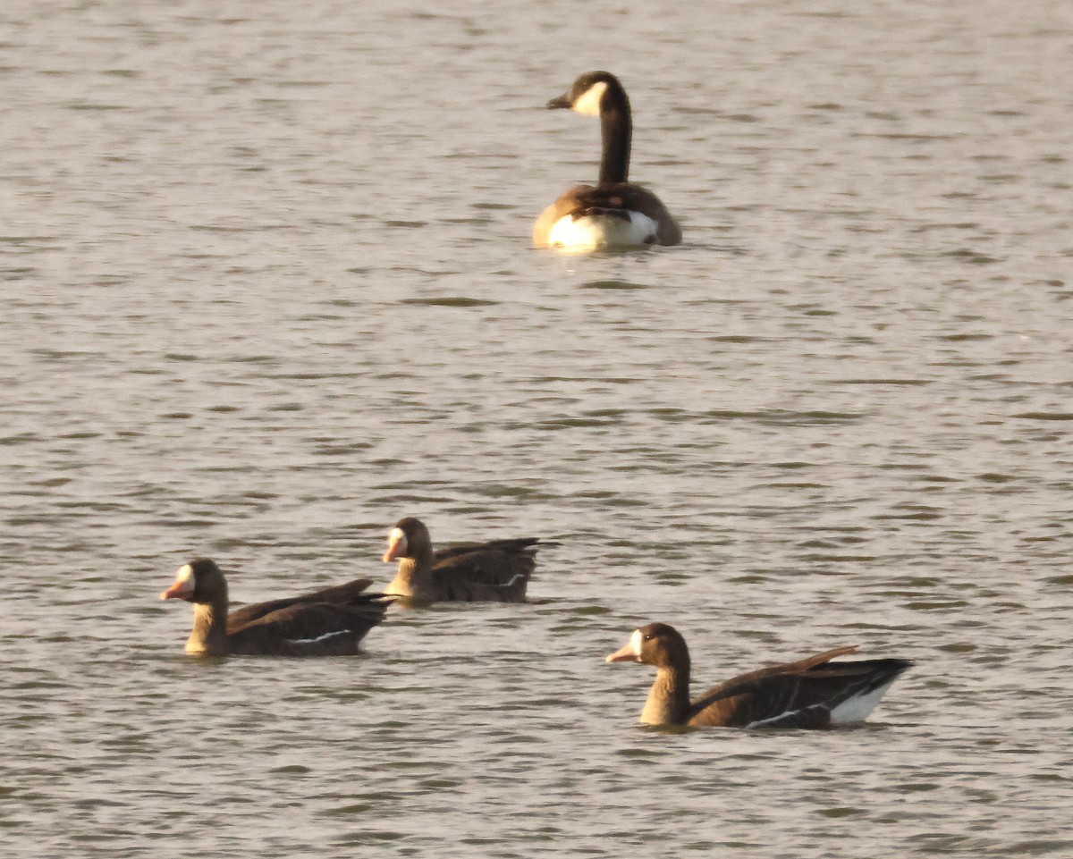 Greater White-fronted Goose - ML646366710