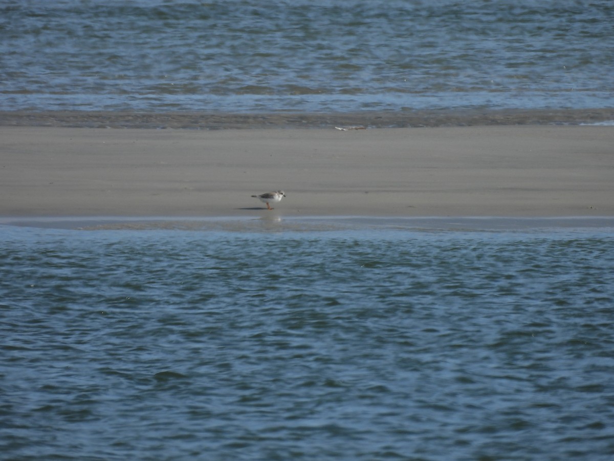 Piping Plover - ML646366712