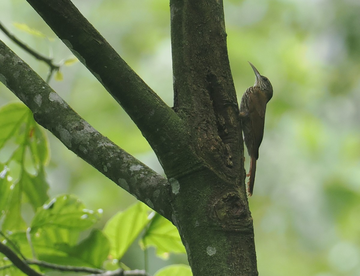 Inambaribaumsteiger - ML646366713