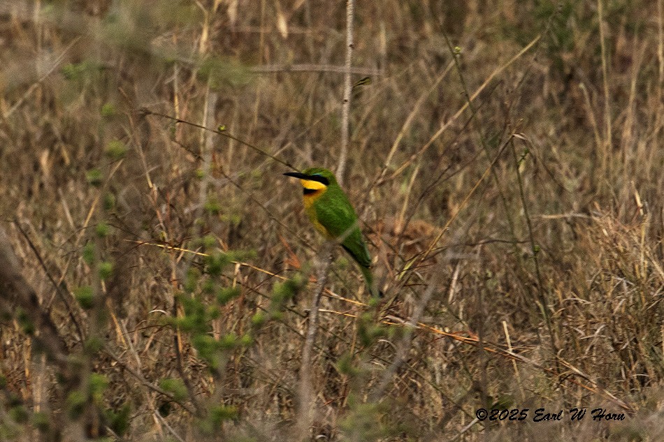 Little Bee-eater - ML646366714