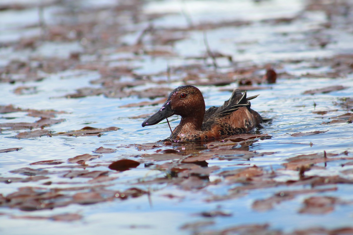 Zimtente - ML646366715