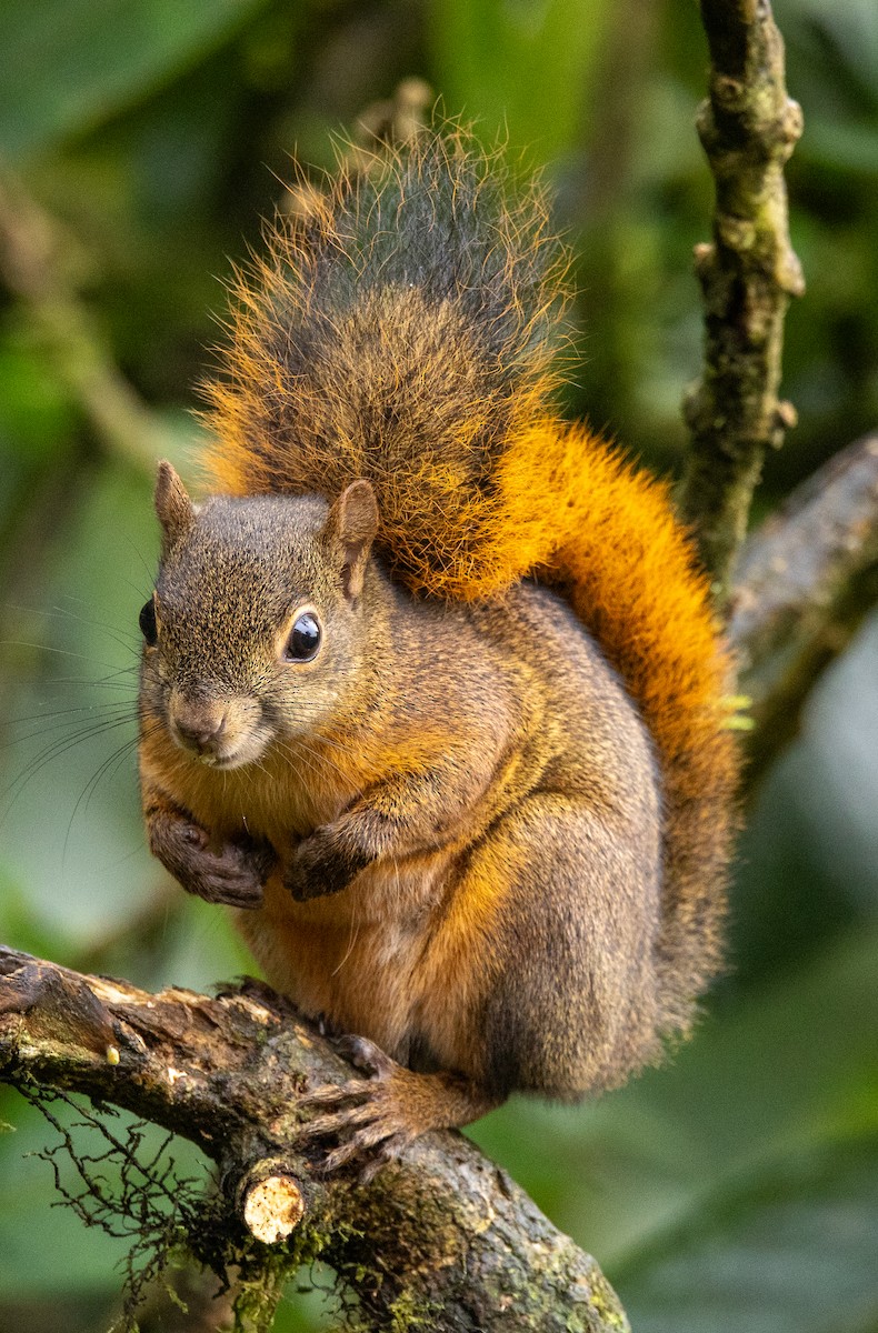 Animals - ML646366718