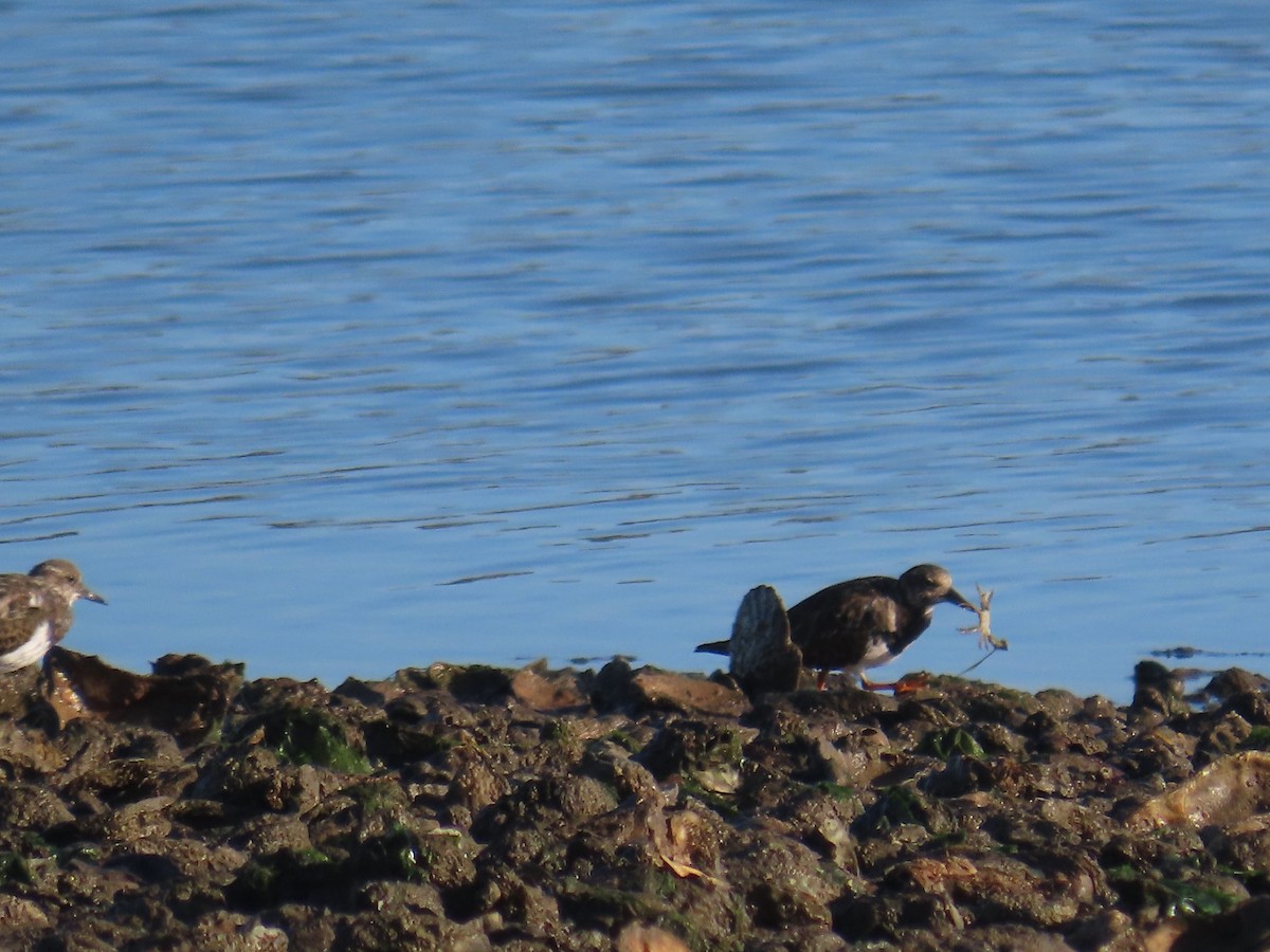 Steinwälzer - ML646366719