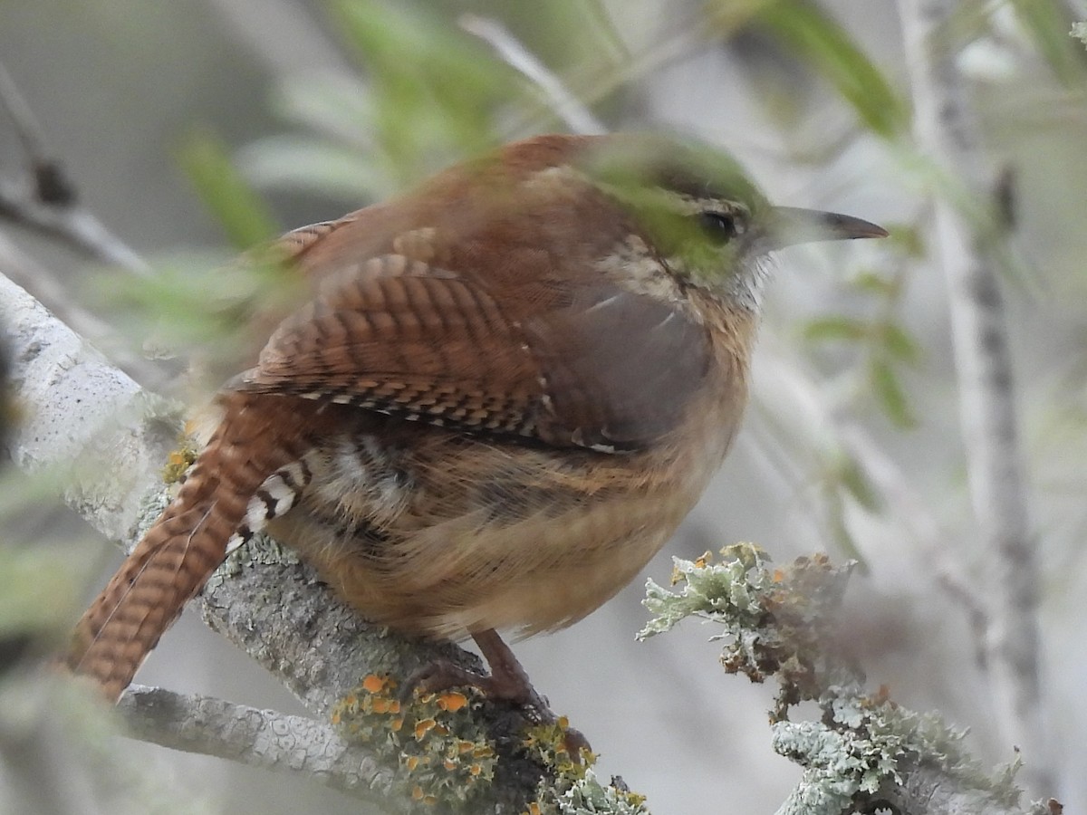 Carolinazaunkönig - ML646366722