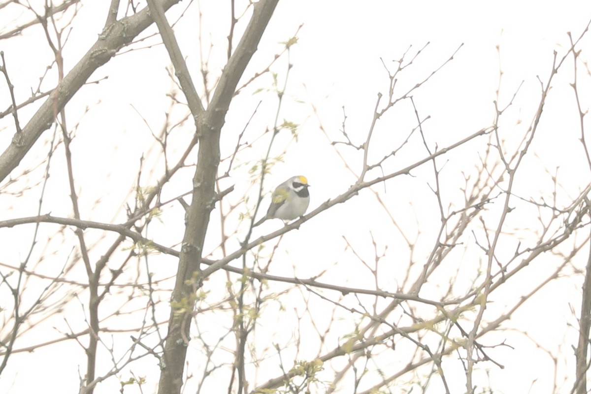 Goldflügel-Waldsänger - ML646366723