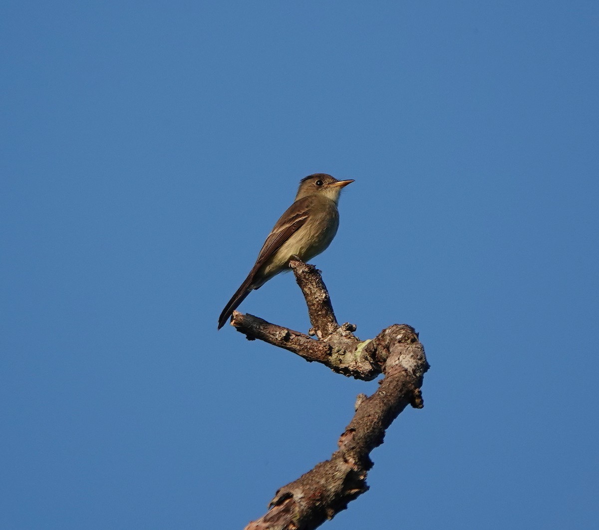 Waldschnäppertyrann - ML646366724