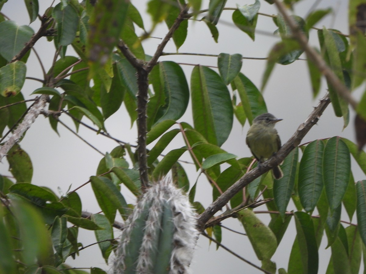 Olivscheitel-Breitschnabeltyrann - ML646366726