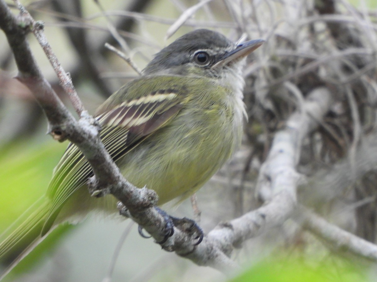 Olivscheitel-Breitschnabeltyrann - ML646366727