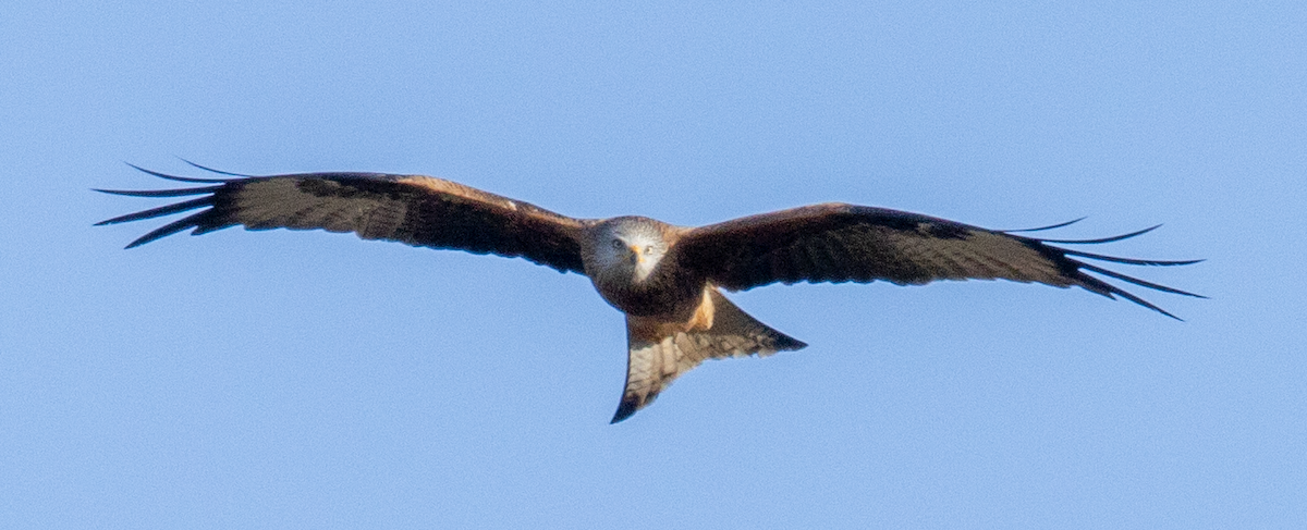 Rotmilan - ML646366728