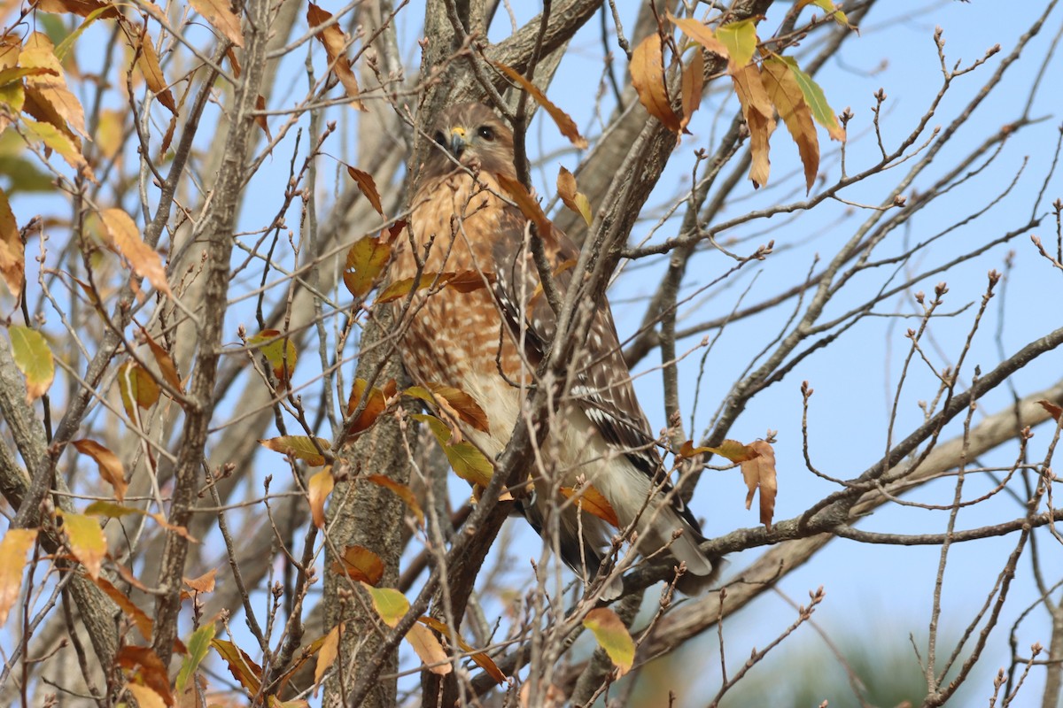 Rotschulterbussard [lineatus-Gruppe] - ML646366729