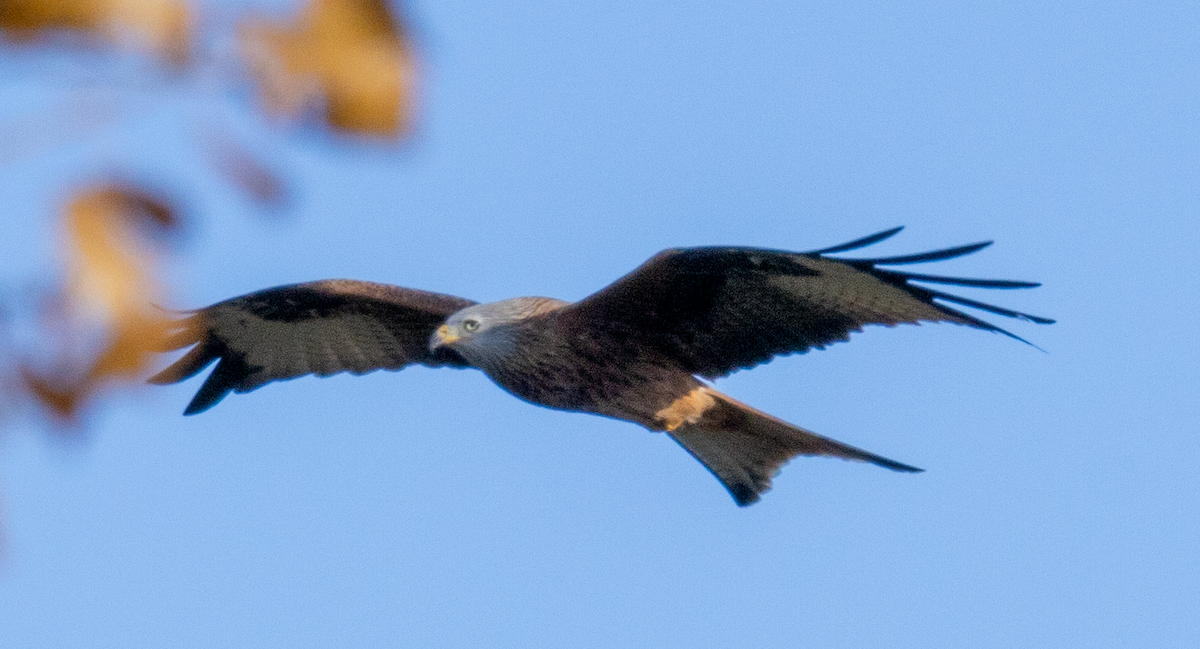 Rotmilan - ML646366730