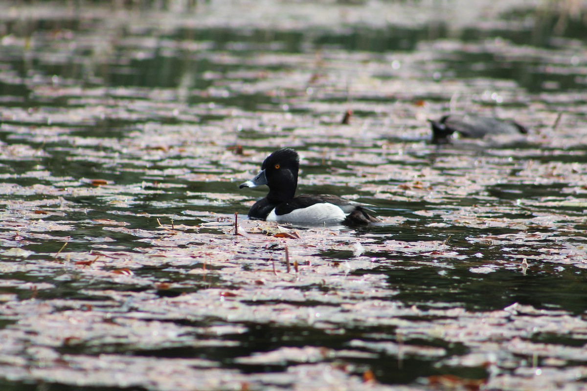 Ringschnabelente - ML646366731