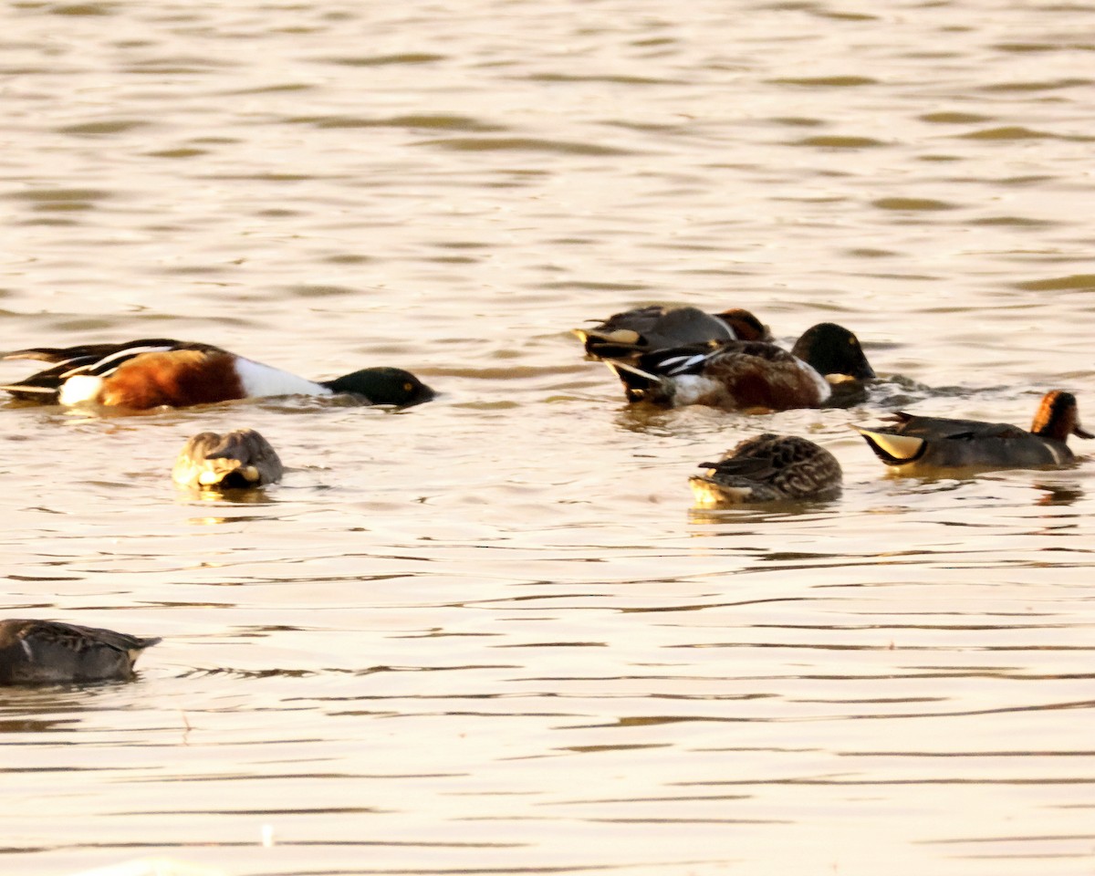 Northern Shoveler - ML646366733