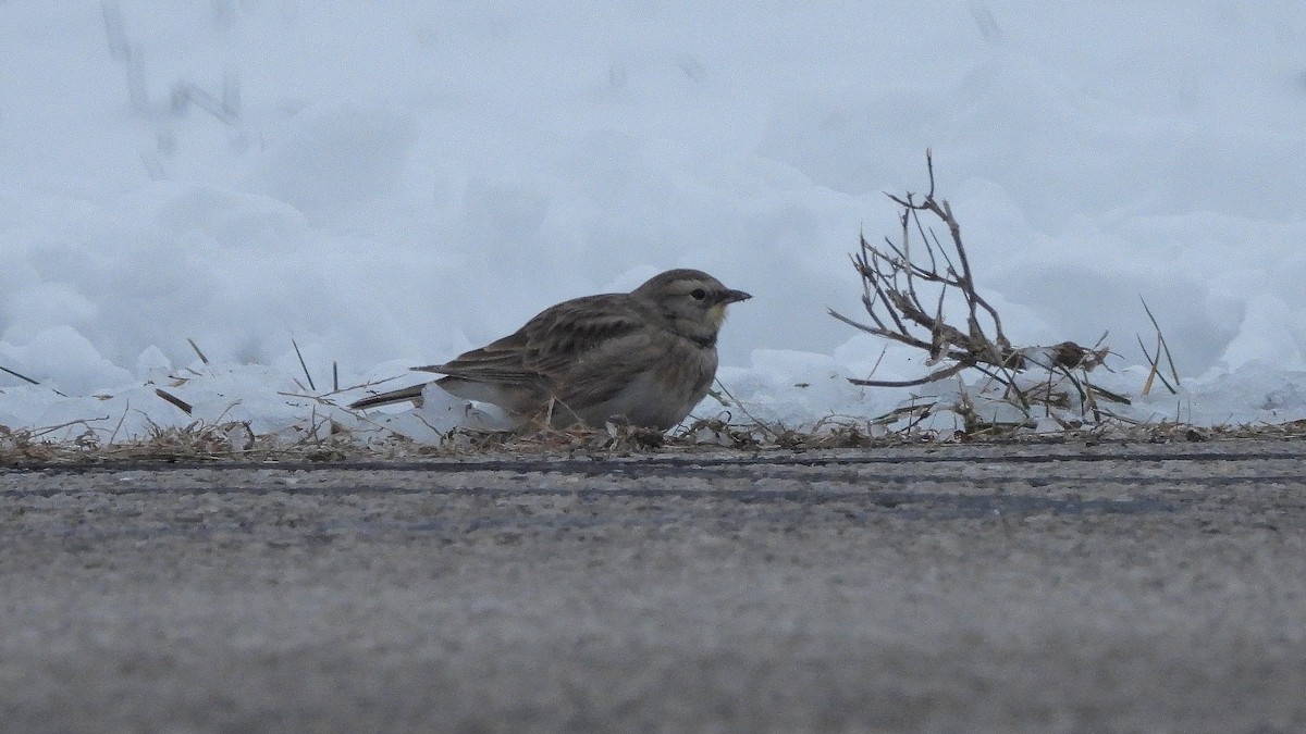 Ohrenlerche - ML646366736