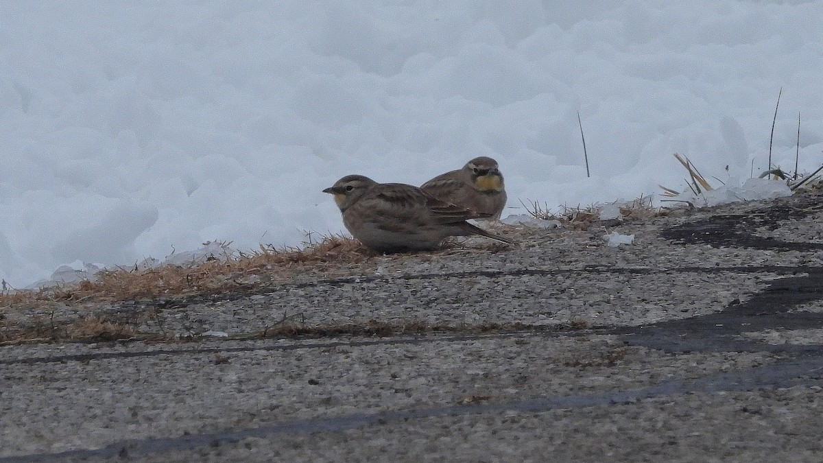 Ohrenlerche - ML646366737