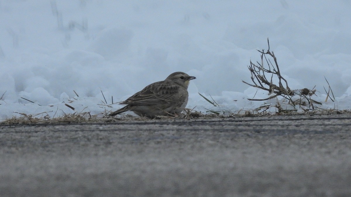 Ohrenlerche - ML646366738