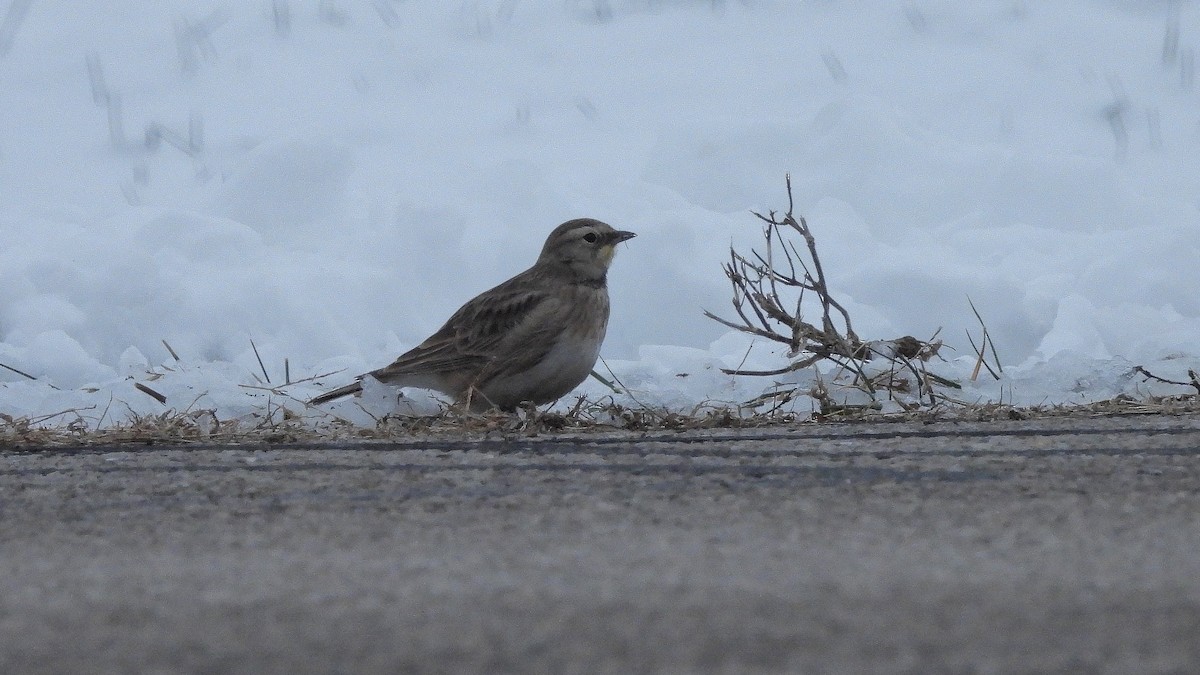 Ohrenlerche - ML646366739