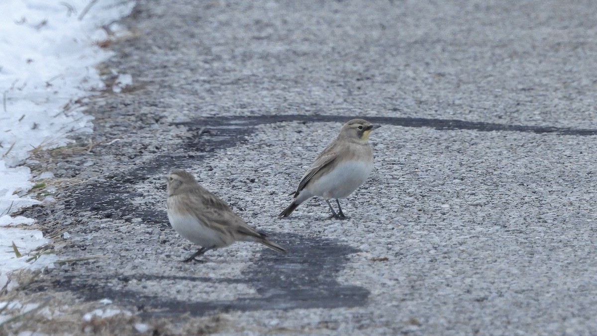 Ohrenlerche - ML646366740