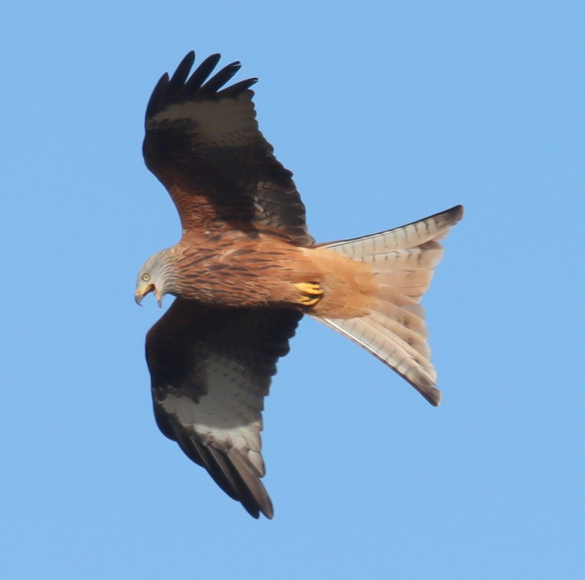 Rotmilan - ML646366741