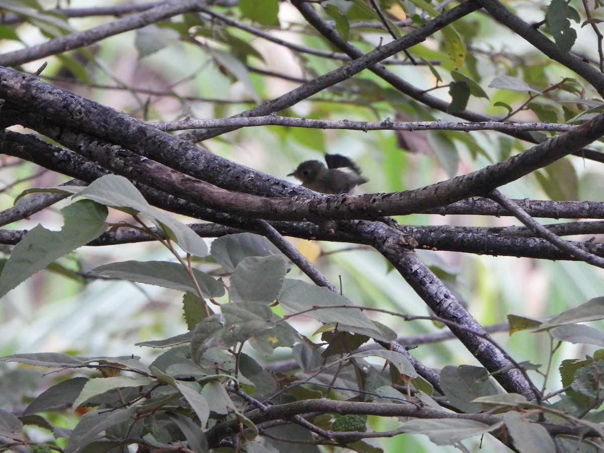 Schwefelbürzelbekarde - ML646366742