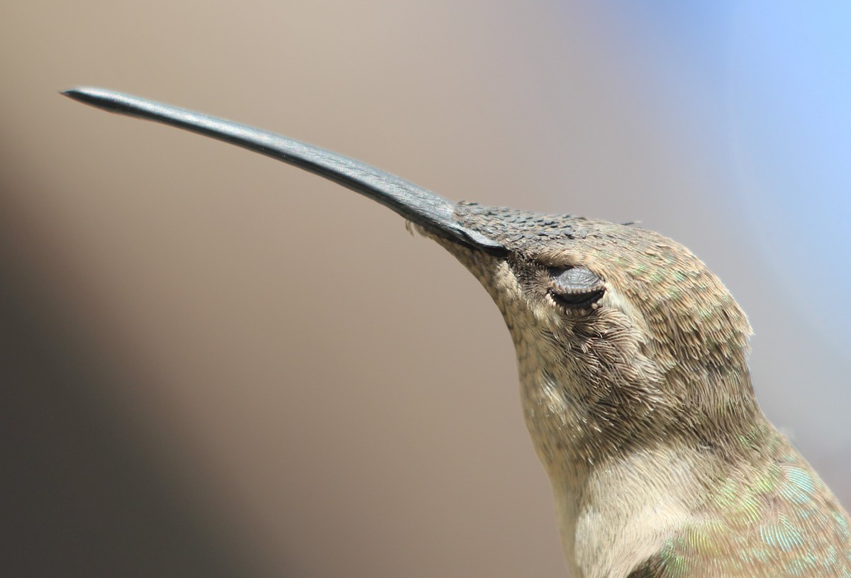 Atacamakolibri - ML646366743