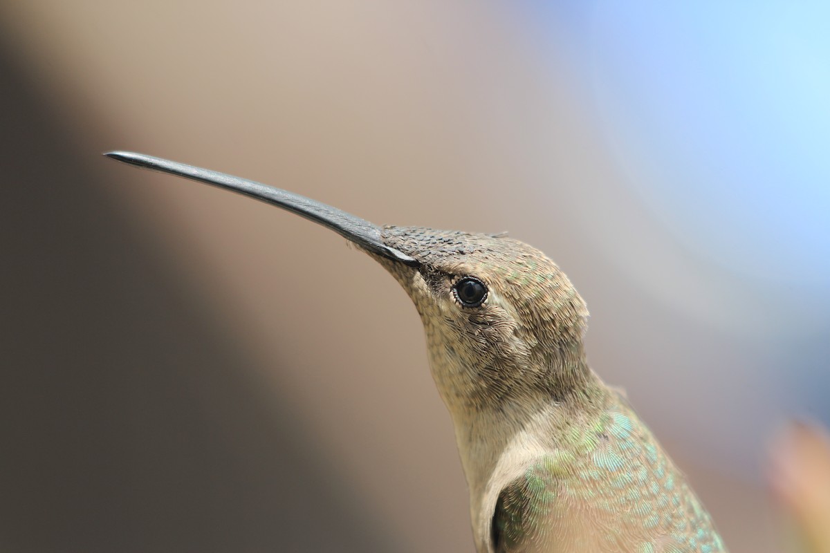 Atacamakolibri - ML646366744