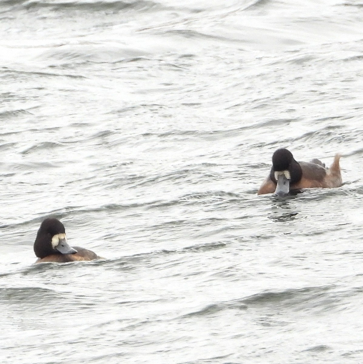 Kanadabergente - ML646366745