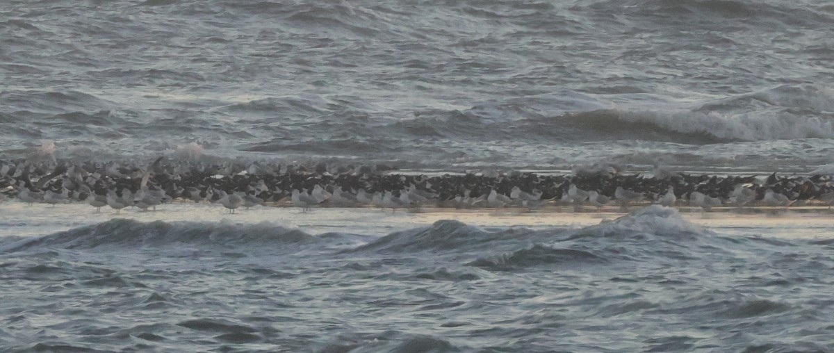 Amerikascherenschnabel - ML646366746