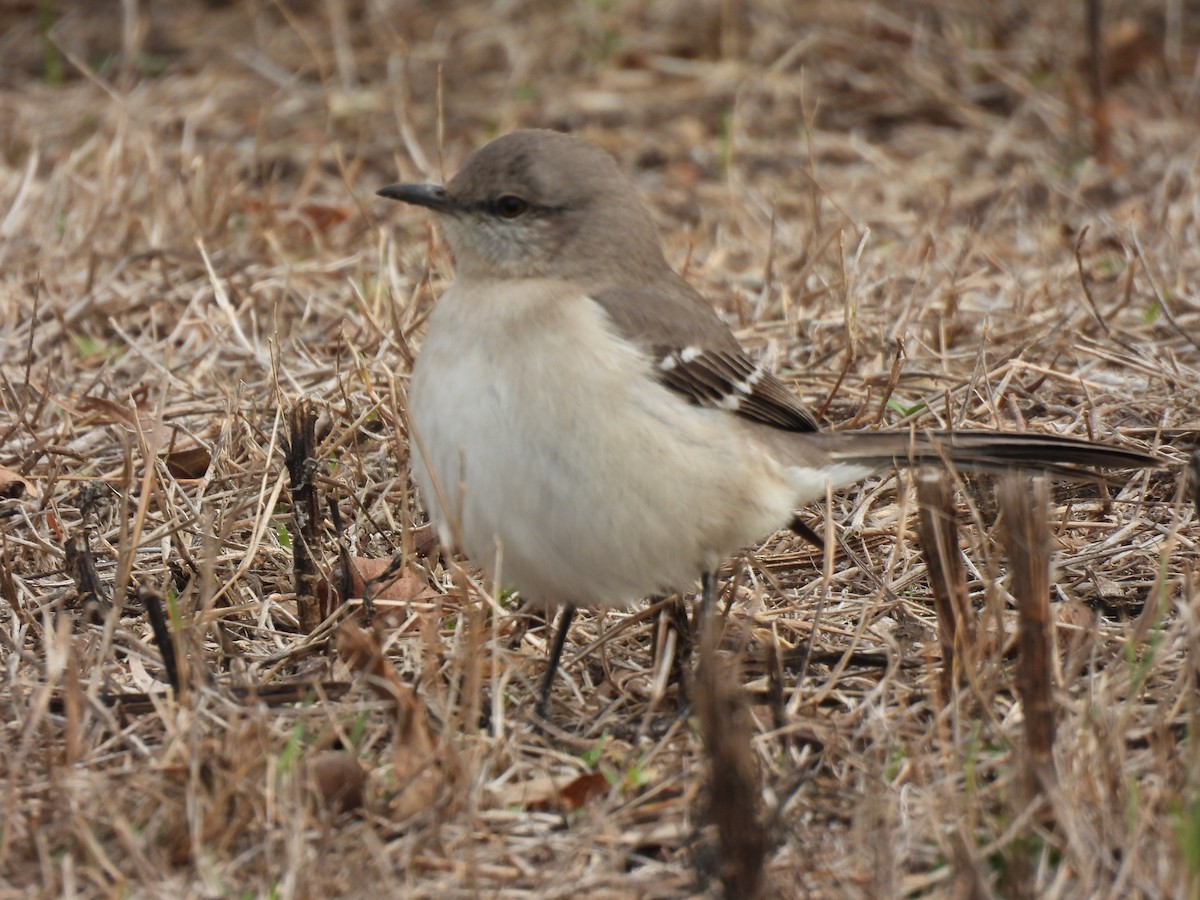 Пересмішник багатоголосий - ML646366747