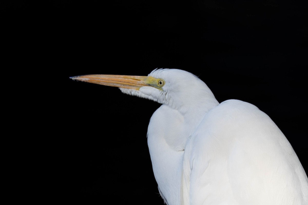 Silberreiher - ML646366748