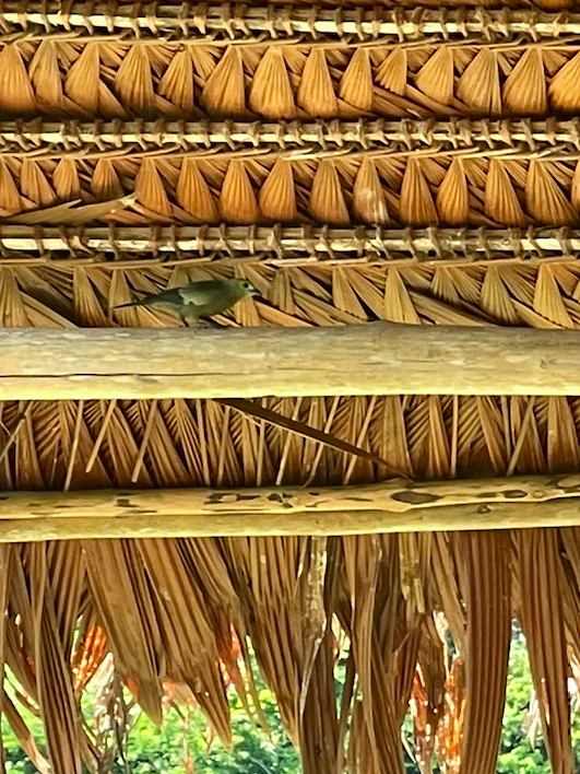 Palmentangare - ML646366751