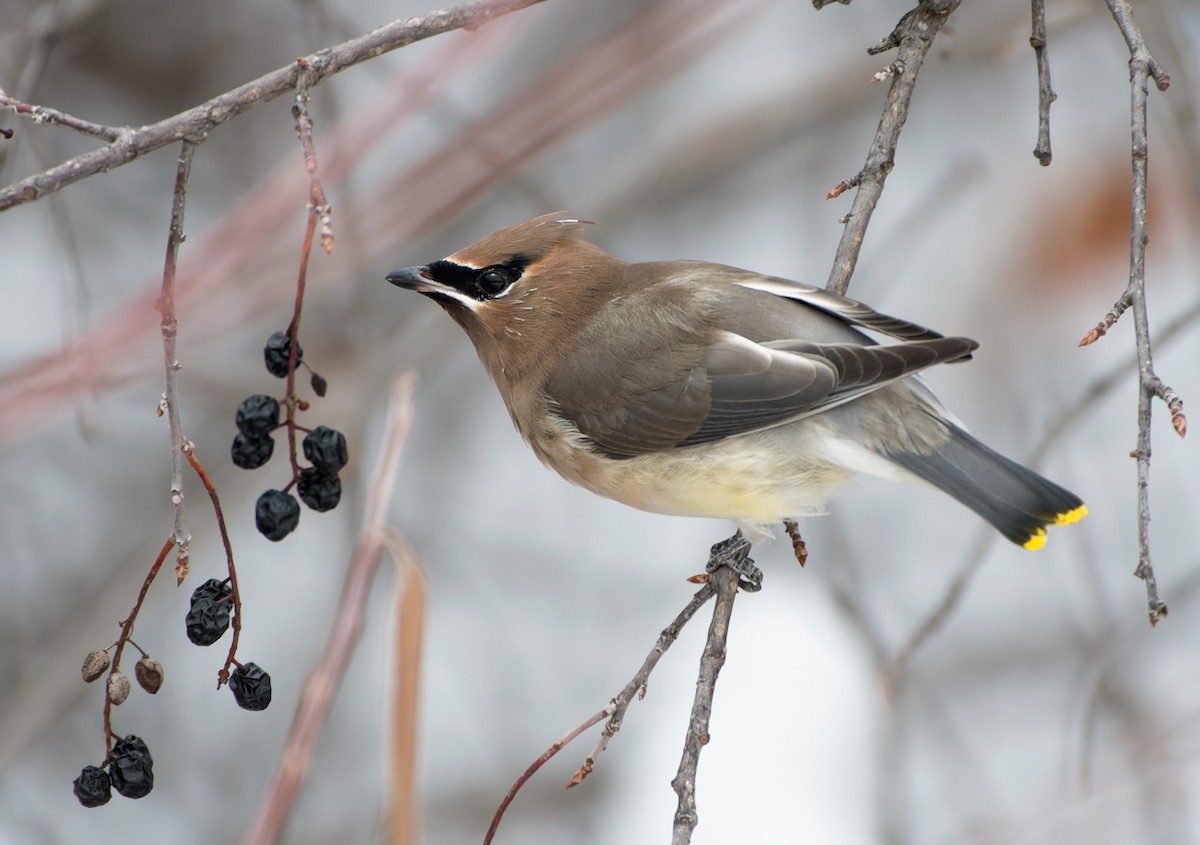brkoslav americký - ML646366755