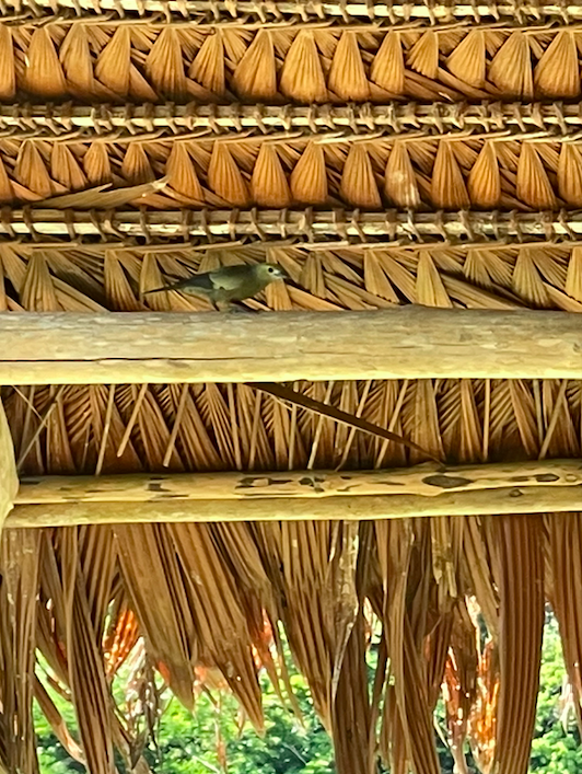 Palmentangare - ML646366760