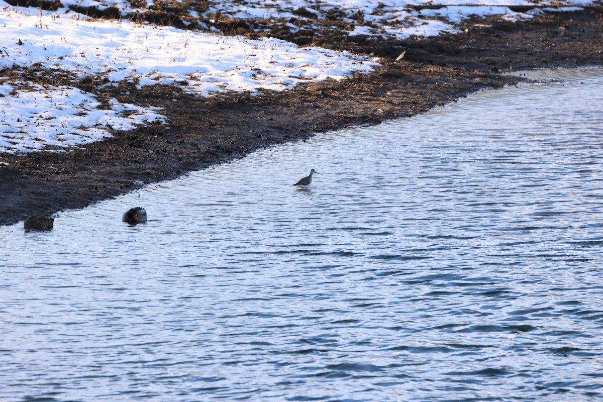 Greater Yellowlegs - ML646366761