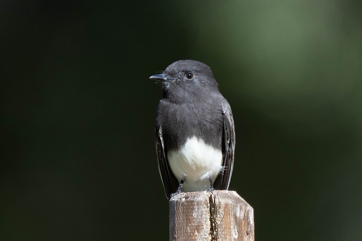 Black Phoebe - ML646366762