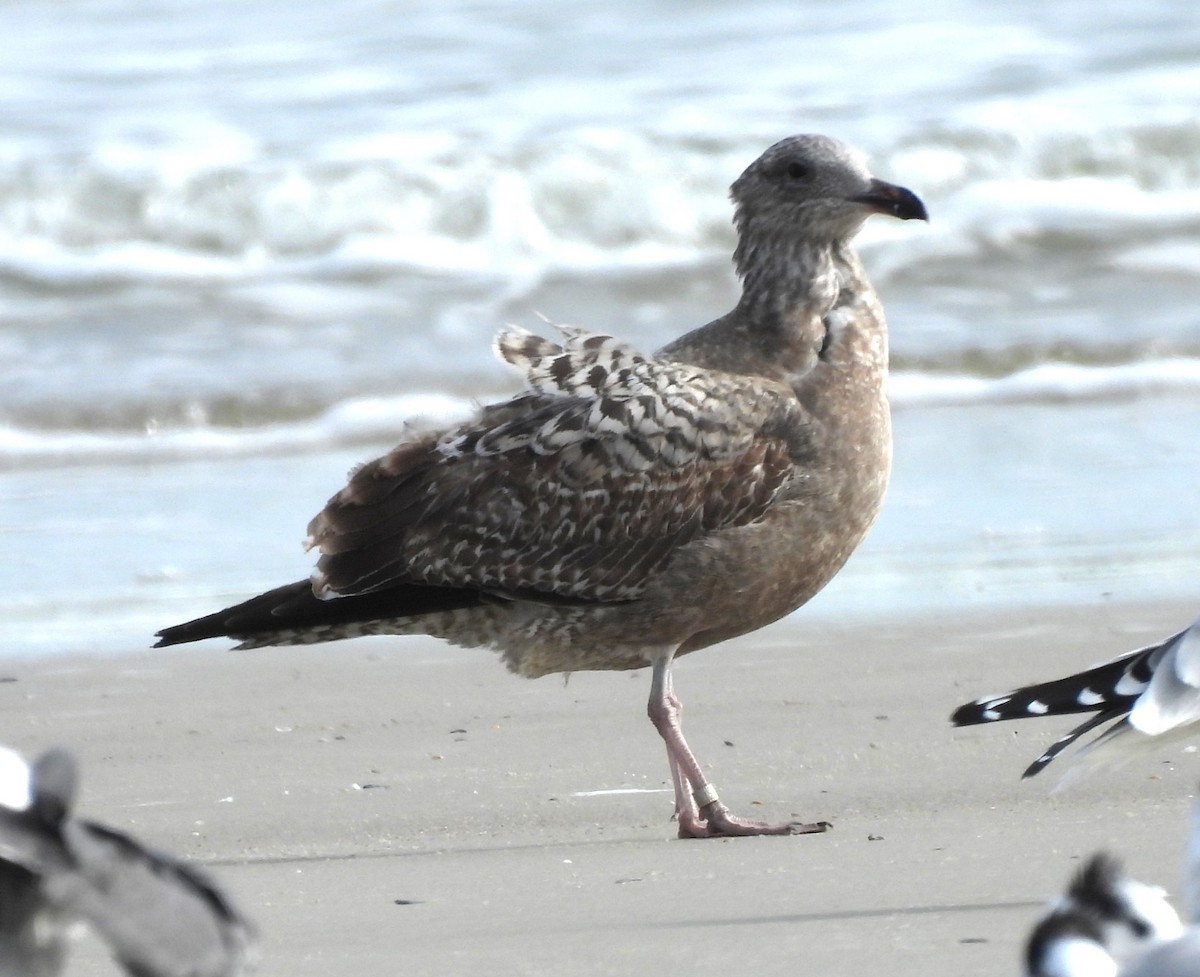 American Herring Gull - ML646366764