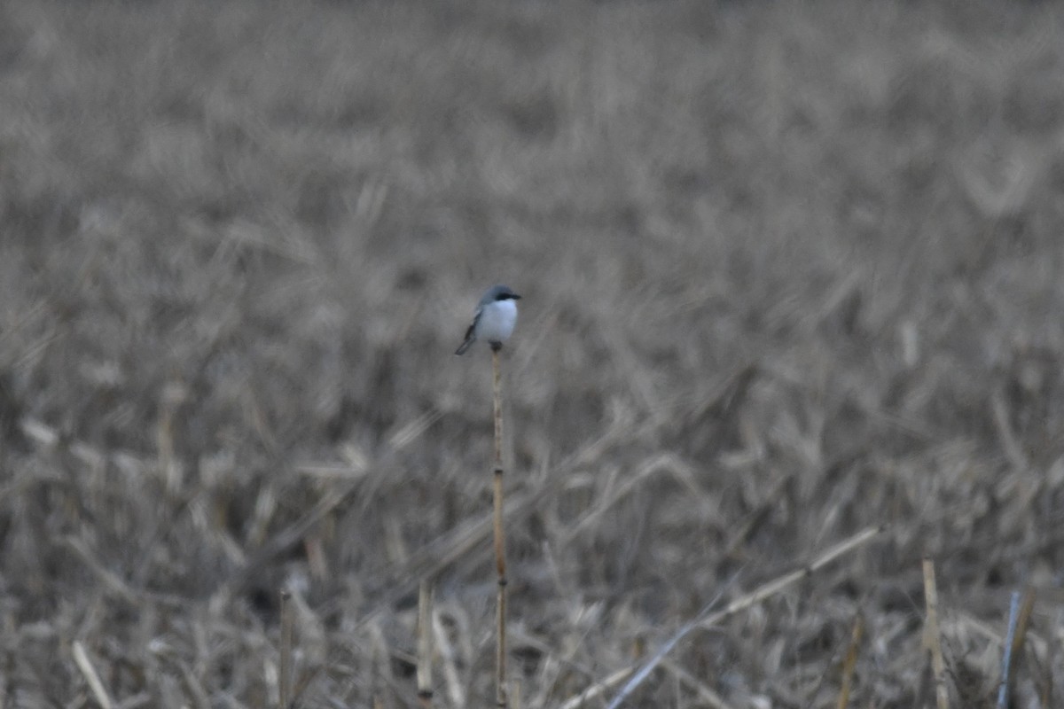 Loggerhead Shrike - ML646366765
