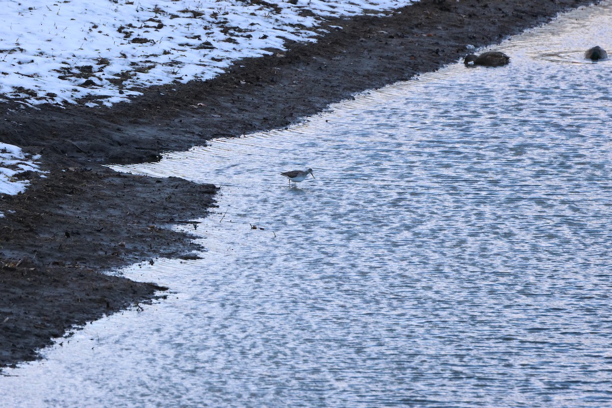 Greater Yellowlegs - ML646366766