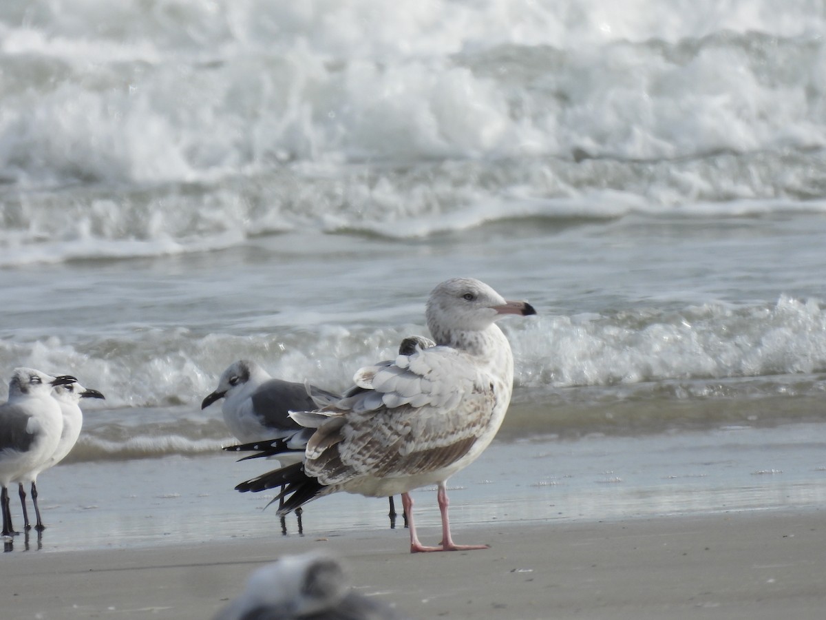 American Herring Gull - ML646366767