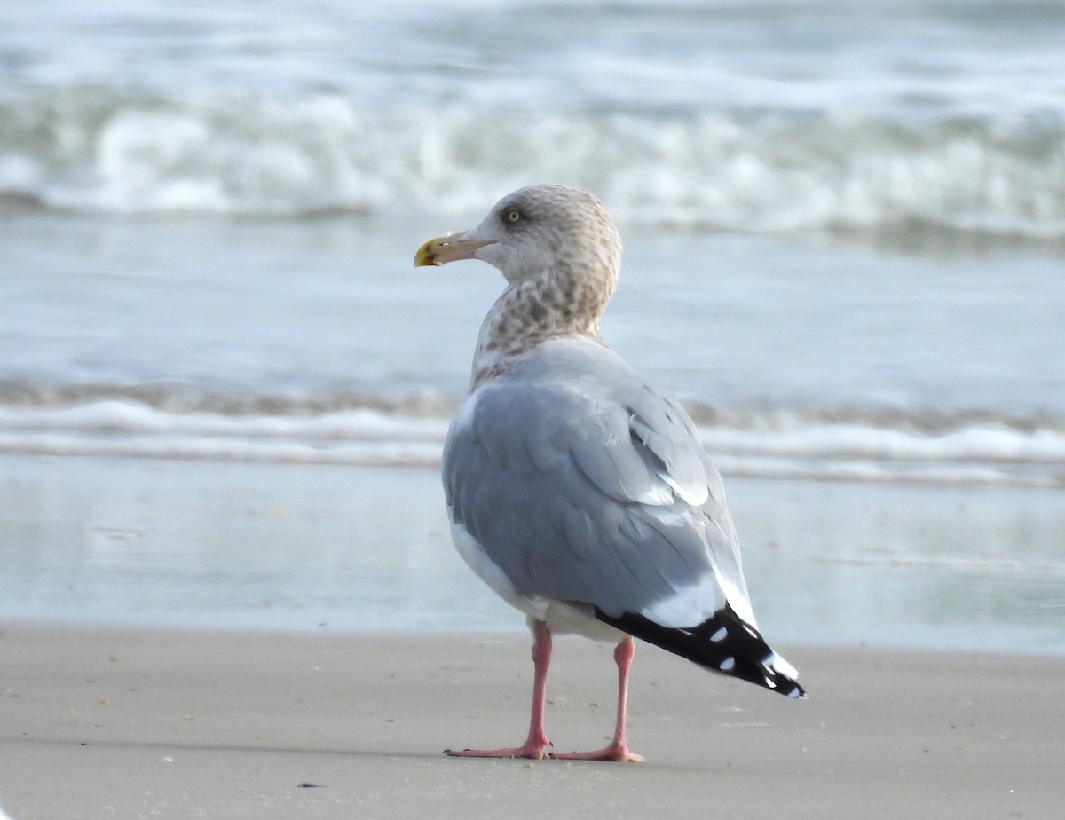 American Herring Gull - ML646366768