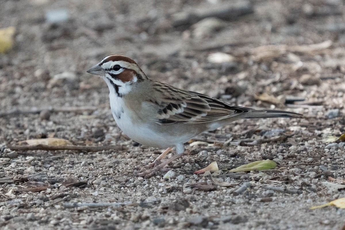 Lark Sparrow - ML646366769